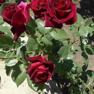 Meet your Posher, Oran